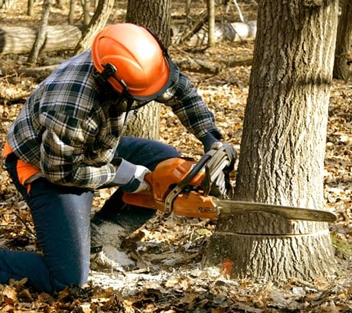Tree Removal in Lewiston, ME